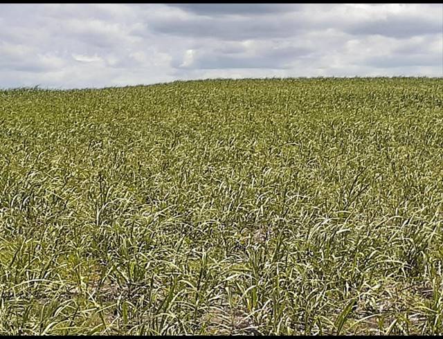 8.62HA FARM FOR SALE IN FAIRBREEZE